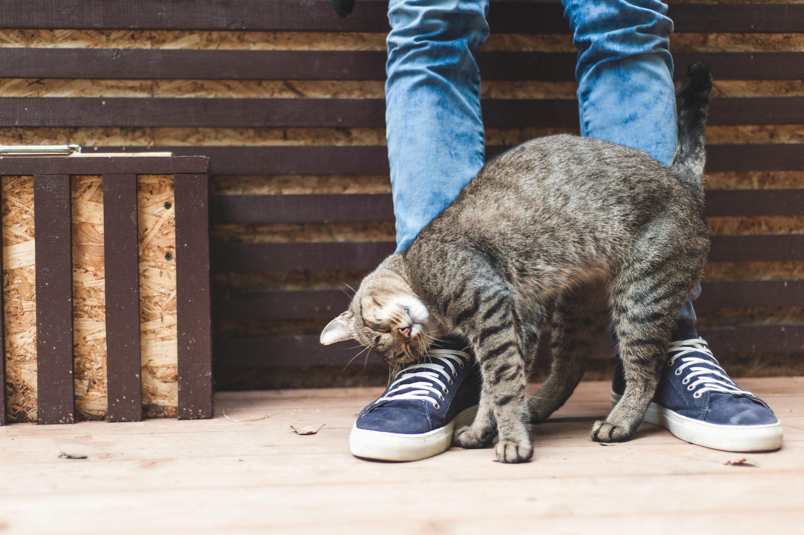 Por qué mi gato frota su cabeza contra mis piernas