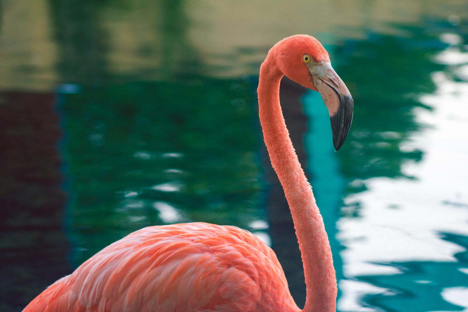 Por Qu Los Flamencos Son De Color Rosa